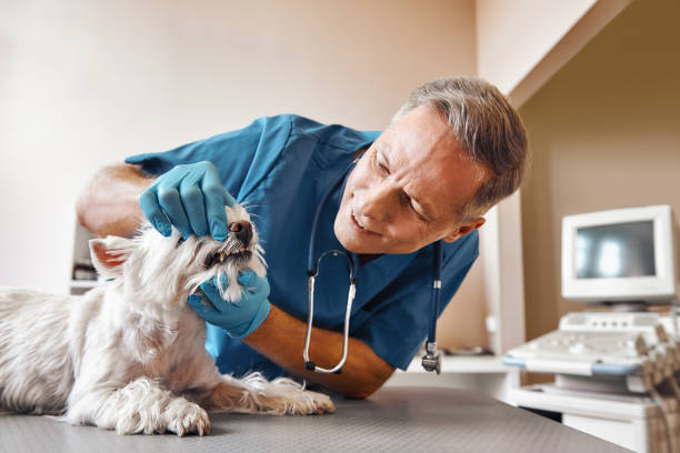 Best Weekend Emergency Dentist in Holualoa, HI
